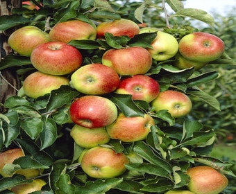 Appelboom (Malus domestica 'Jonagold')