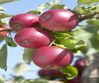 Lei-Appel (Malus domestica 'Rode Jonathan')