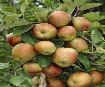 Lei-Appel (Malus domestica 'Schone van Boskoop')