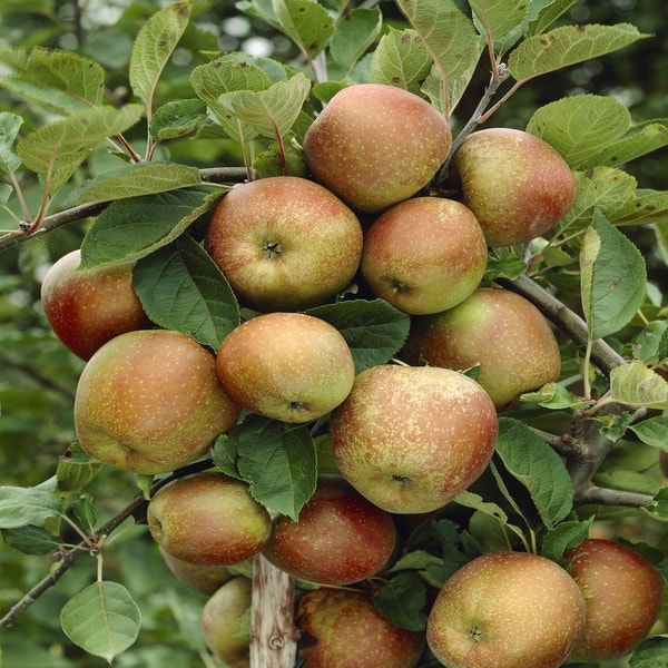 Appelboom (Malus domestica 'Schone van Boskoop')
