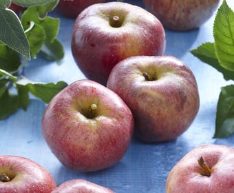 Lei-Appel (Malus domestica 'Zoete Ermgaard')