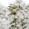 Sierappel (Malus 'Evereste')