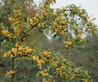 Sierappel (Malus 'Golden Hornet')