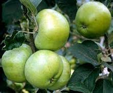 Appelboom (Malus domestica 'Grenadier')
