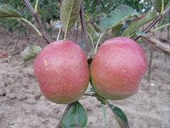 Appel
