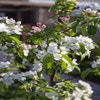 Sierappel (Malus 'Professor Sprenger')
