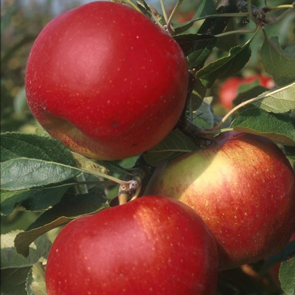 Appelboom (Malus domestica 'Santana')