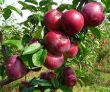 Lei-Appel (Malus domestica 'Spartan')