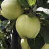 Lei-Appel (Malus domestica 'Transparente Jaune')