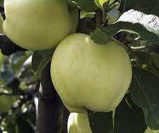 Lei-Appel (Malus domestica 'Transparente Jaune')