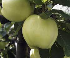 Appelboom (Malus domestica 'Transparente Jaune')