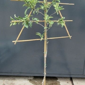 Lei-Appel (Malus domestica 'Lena')