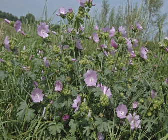 Muskuskaasjeskruid (Malva moschata 'Rosea') BIO