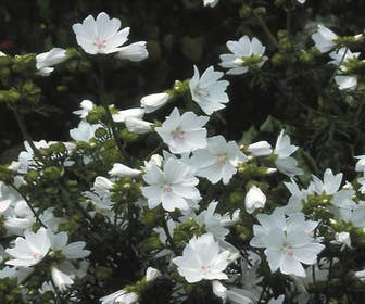 Muskuskaasjeskruid (Malva moschata 'Alba')