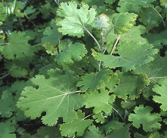 Pluimpapaver (Macleaya microcarpa 'Kelway's Coral Plume')