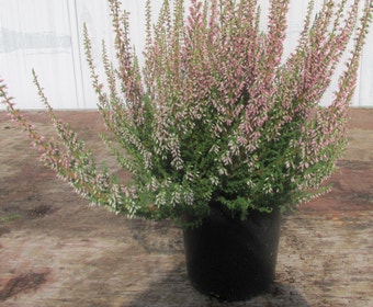 Struikheide (Calluna vulgaris 'Mandy')