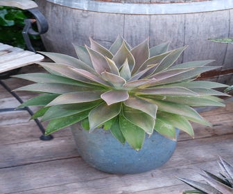 Mangave (Mangave 'Lavender Lady')