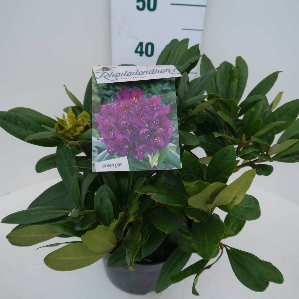 Rhododendron Marcel Menard | Nova Zembla Lunteren Rhododendron Marcel Menard | Nova Zembla Lunteren