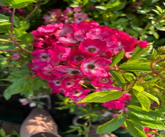 Heesterroos (Rosa 'Marjorie Fair') (BIO)