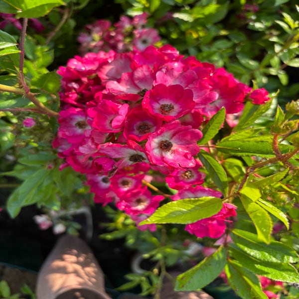 Heesterroos (Rosa 'Marjorie Fair') (BIO)