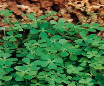 Klaverbladvaren (Marsilea quadrifolia)