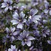 Kaasjeskruid (Malva sylvestris 'Primley Blue')
