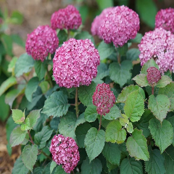 Hortensia (Hydrangea 'BellaRagazza Mauvette')