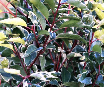 Bonte Portugese Laurier (Prunus lusitanica 'Variegata')