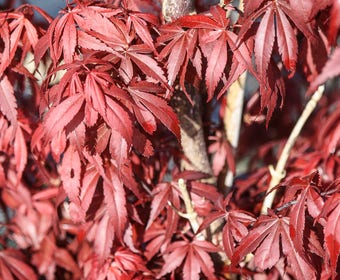 Japanse esdoorn (Acer palmatum 'Skeeter's Broom')