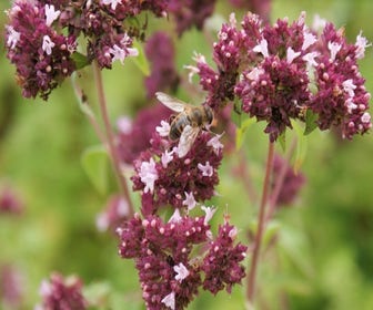 Citroenmelisse (Melissa officinalis) BIO