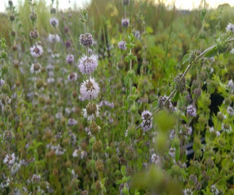 Engelse Munt/pepermunt (Mentha pulegium)