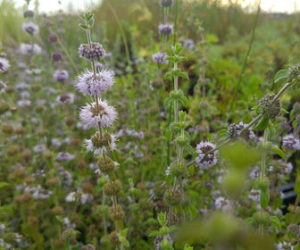 Engelse Munt/pepermunt (Mentha pulegium)