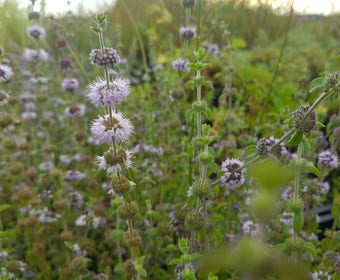 Engelse Munt/pepermunt (Mentha pulegium)