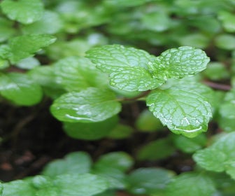 Groene Munt (Mentha spicata)