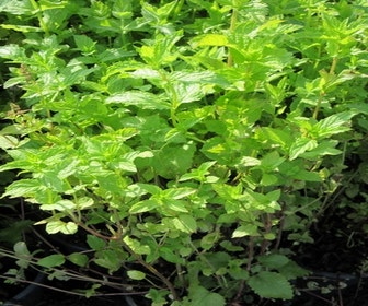 Groene Munt (Mentha spicata) BIO