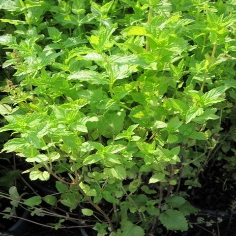 Groene Munt (Mentha spicata)
