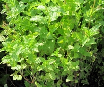 Groene Munt (Mentha spicata) BIO