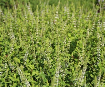 Marokkaanse munt (Mentha spicata 'Moroccan') BIO
