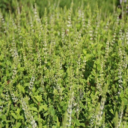 Mentha spicata 'Maroccan' (Marokkaanse munt)