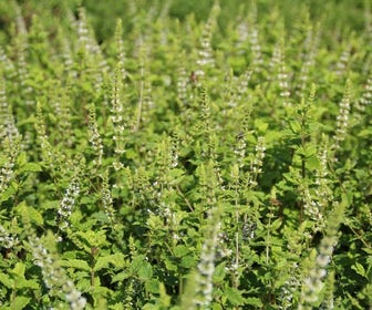 Marokkaanse munt (Mentha spicata 'Moroccan') BIO