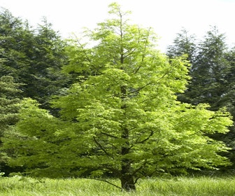 Watercipres (Metasequoia glyptostroboides)
