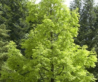 Watercipres (Metasequoia glyptostroboides)
