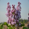 Sering (Syringa vulgaris 'Michel Buchner')
