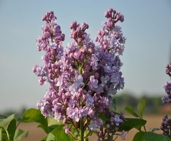 Sering (Syringa vulgaris 'Michel Buchner')