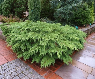 Valse jeneverbes (Microbiota decussata)