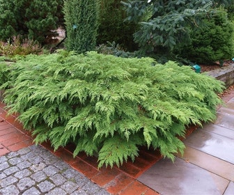 Valse jeneverbes (Microbiota decussata)