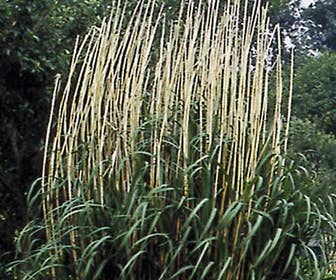 Chinees riet  (Miscanthus giganteus)