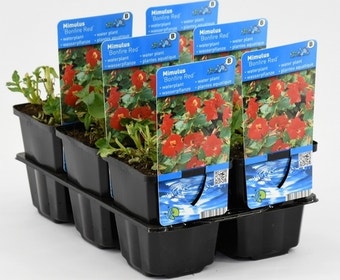 Rode maskerbloem (Mimulus 'Bonfire Red')