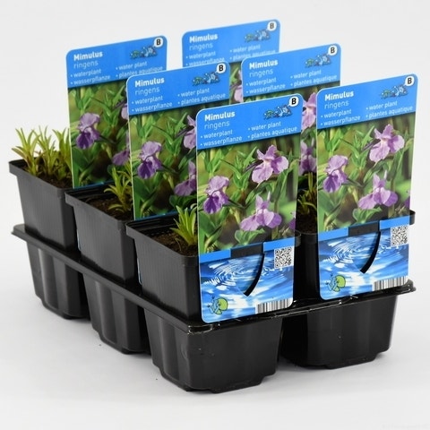 Mimulus ringens