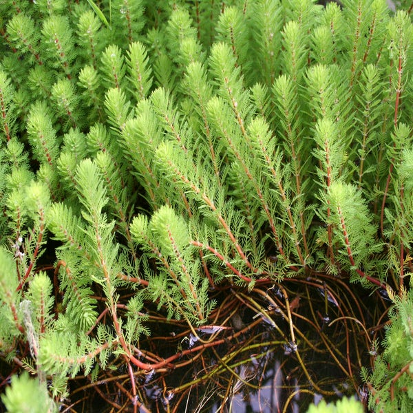 Myriophyllum brasiliensis 'Red Stem'